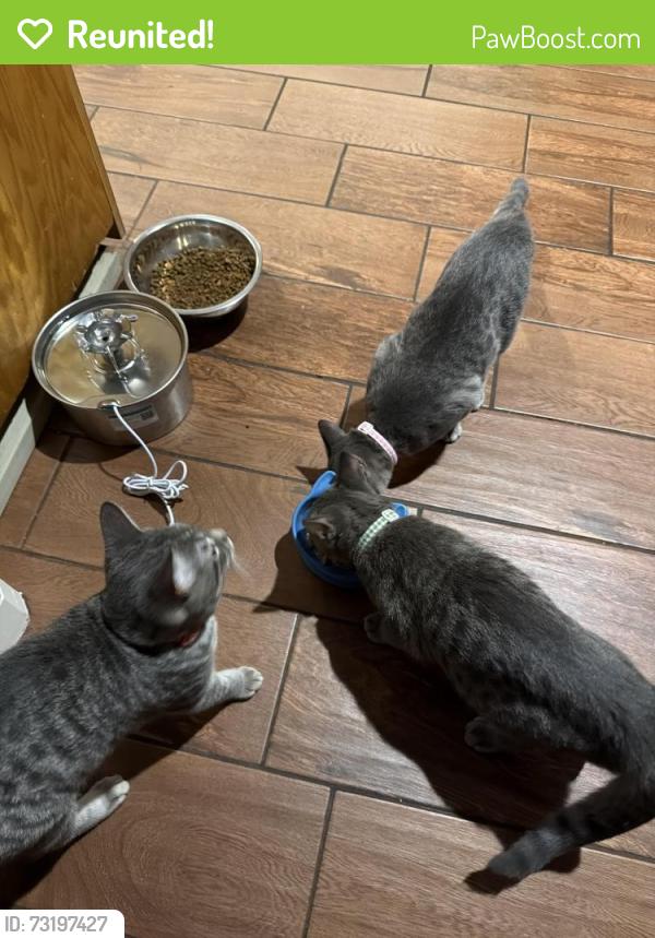 Reunited Male Cat last seen Forest Ave, Castro Valley, CA 94546