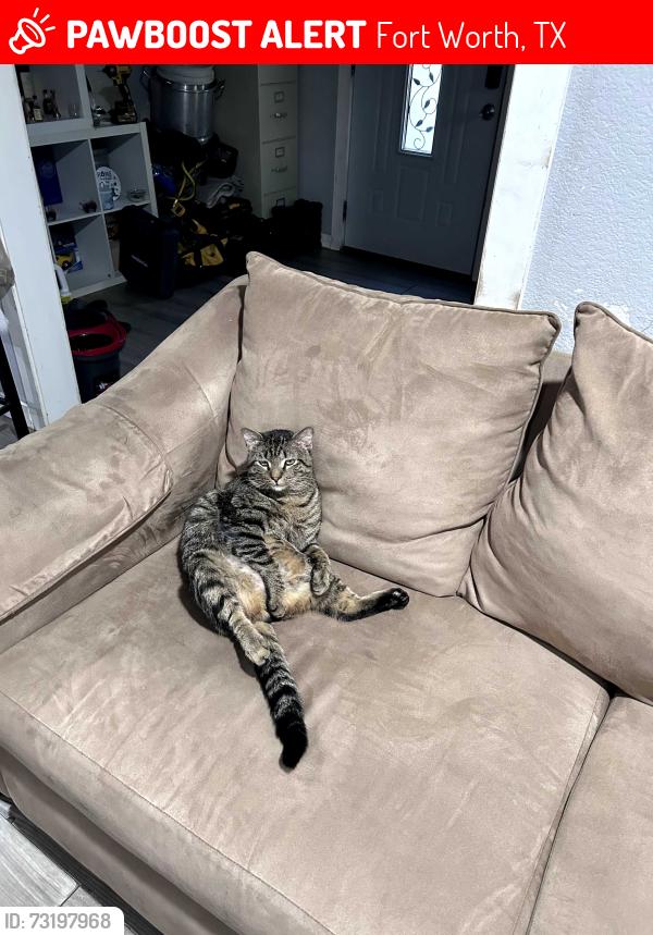 Lost Male Cat last seen Ohio st and Hutchinson st, Fort Worth, TX 76106