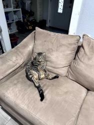 Lost Male Cat last seen Ohio st and Hutchinson st, Fort Worth, TX 76106