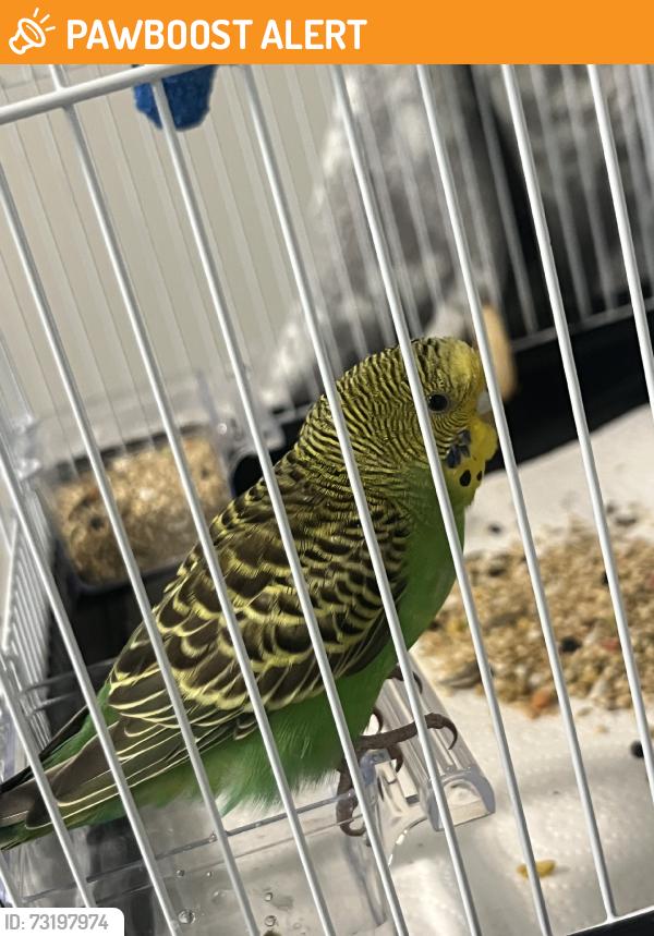 Found/Stray Female Bird last seen Eagles nest rd, Sacramento County, CA 95655