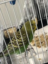 Found/Stray Female Bird last seen Eagles nest rd, Sacramento County, CA 95655