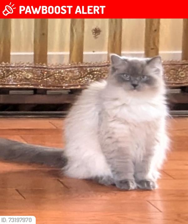 Lost Female Cat last seen Skutz Falls, Lake Cowichan, BC V0R 2G0
