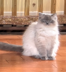 Lost Female Cat last seen Skutz Falls, Lake Cowichan, BC V0R 2G0
