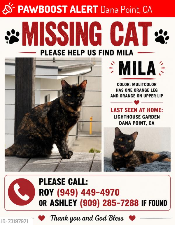 Lost Female Cat last seen Lighthouse community garden, Dana Point, CA 92624