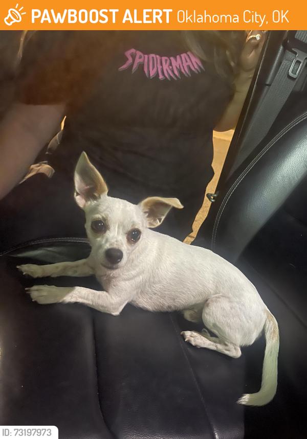 Found/Stray Male Dog last seen Sw 52nd st and Drexel ave, Oklahoma City, OK 73119