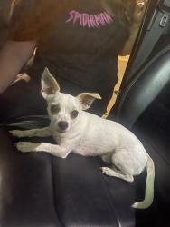 Found/Stray Male Dog last seen Sw 52nd st and Drexel ave, Oklahoma City, OK 73119