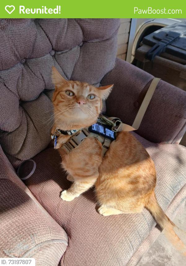Reunited Male Cat last seen His house 270 West Reed Ave N, Salt Lake City, UT 84103