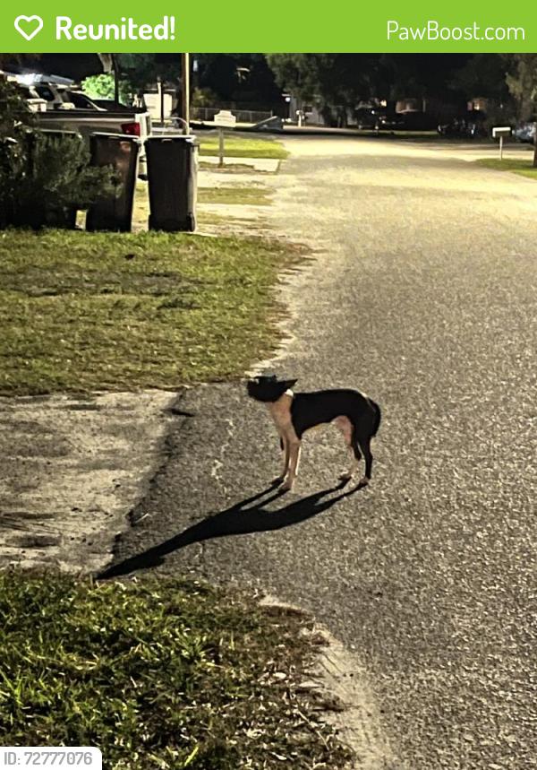 Reunited Male Dog last seen 61st Ave Dr E, Florida 34203, USA, Manatee County, FL 34203