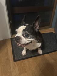 Found/Stray Female Dog last seen 39th and division, Portland, OR 97214