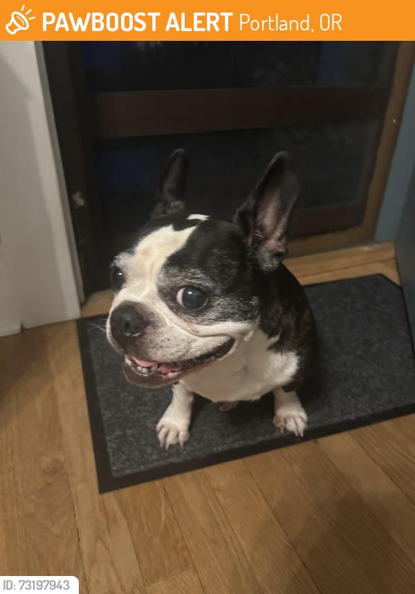 Found/Stray Female Dog last seen 39th and division, Portland, OR 97214