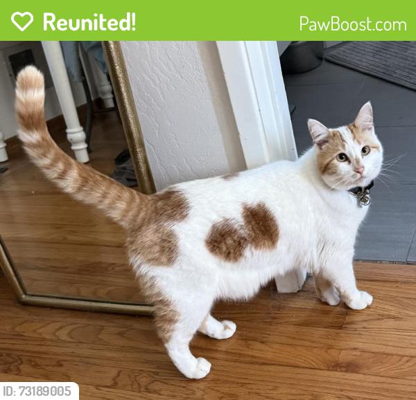 Reunited Female Cat last seen Hagen & Tapscott El Cerrito, CA, El Cerrito, CA 94530