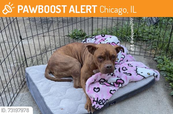 Found/Stray Female Dog last seen Division and kedzie, Chicago, IL 60651