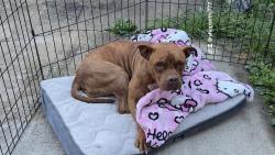 Found/Stray Female Dog last seen Division and kedzie, Chicago, IL 60651