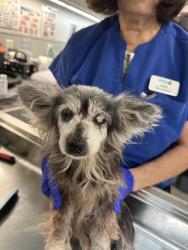 Shelter Stray Female Dog last seen Near Chollas Parkway, San Diego, CA, 92105, 5500 Gaines St, San Diego, CA 92110, USA