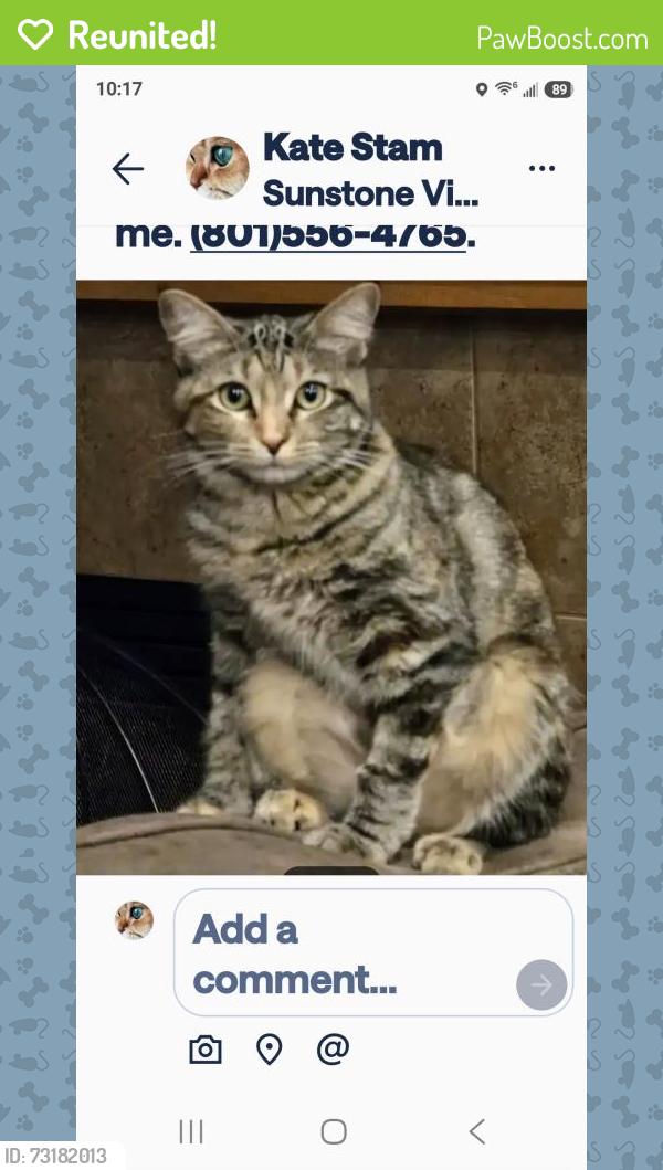 Reunited Female Cat last seen Near S. 5800 W. South Jordan, South Jordan, UT 84009