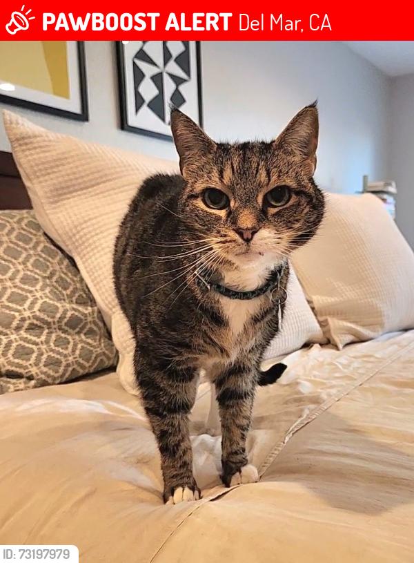 Lost Male Cat last seen El Amigo drive, Del Mar, CA 92014