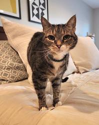 Lost Male Cat last seen El Amigo drive, Del Mar, CA 92014