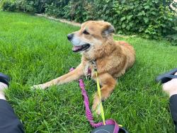 Reunited Male Dog last seen Kiniski, Kulawy Lake, Millcreek Ravine, Edmonton, AB T6L 6V1