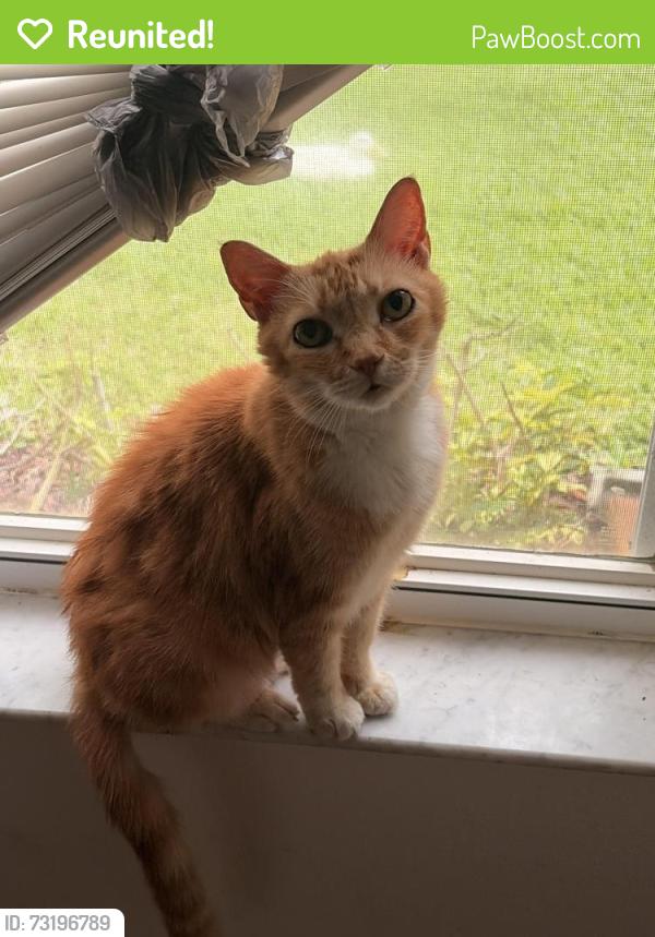 Reunited Female Cat last seen The bushes, Seminole County, FL 32765