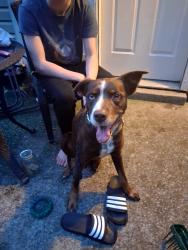 Reunited Male Dog last seen Holland ridge drive la vergne, La Vergne, TN 37086