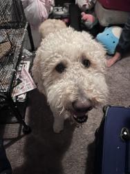 Found/Stray Male Dog last seen Near west, main st lehi, Lehi, UT 84043