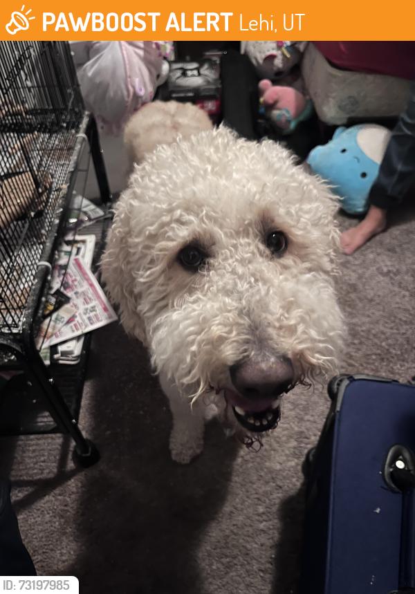Found/Stray Male Dog last seen Near west, main st lehi, Lehi, UT 84043