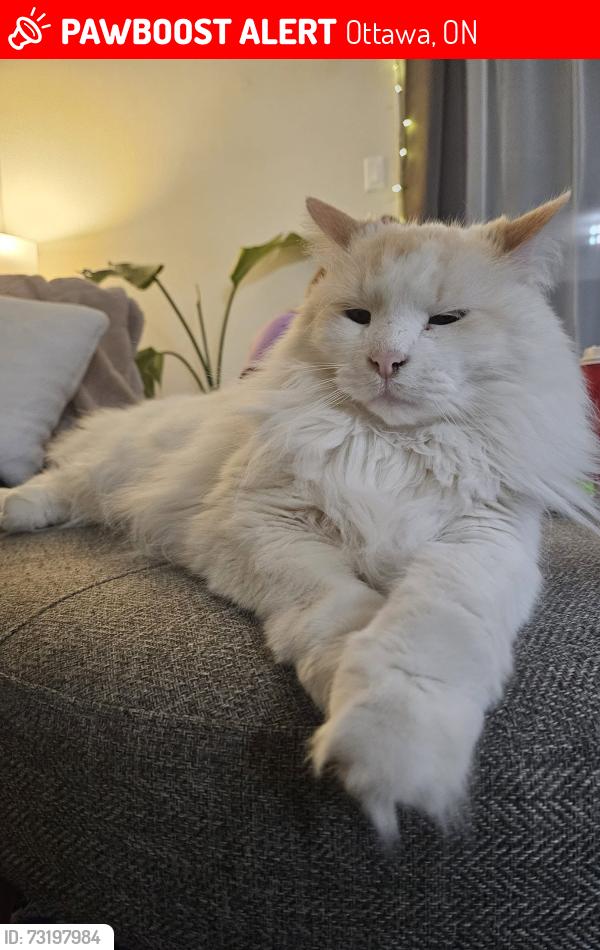 Lost Male Cat last seen Jeanne D'arc, Ottawa, ON 