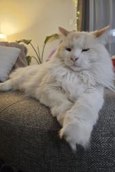 Lost Male Cat last seen Jeanne D'arc, Ottawa, ON 