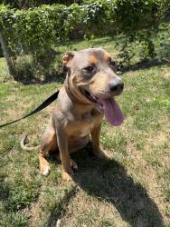 Found/Stray Female Dog last seen Academy street, Plaza, Charlotte, NC 28205