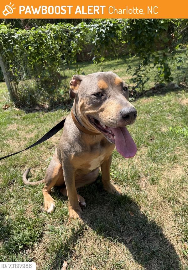Found/Stray Female Dog last seen Academy street, Plaza, Charlotte, NC 28205