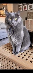 Lost Male Cat last seen near white lake area, Cold Springs, NV 89508