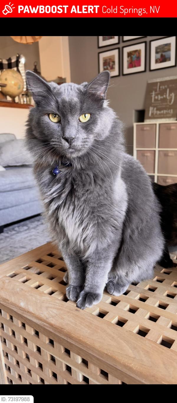 Lost Male Cat last seen near white lake area, Cold Springs, NV 89508