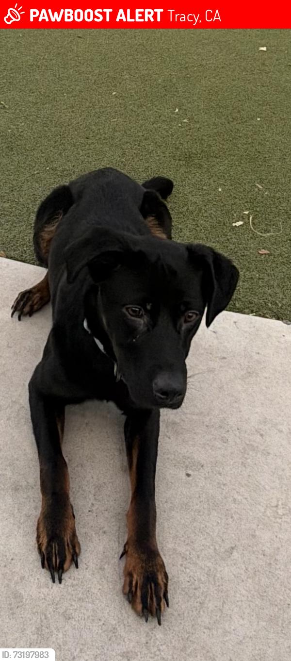 Lost Female Dog last seen Inside my apmt, she unfortunately ran out her kennel, Tracy, CA 95304