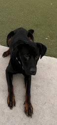 Lost Female Dog last seen Inside my apmt, she unfortunately ran out her kennel, Tracy, CA 95304
