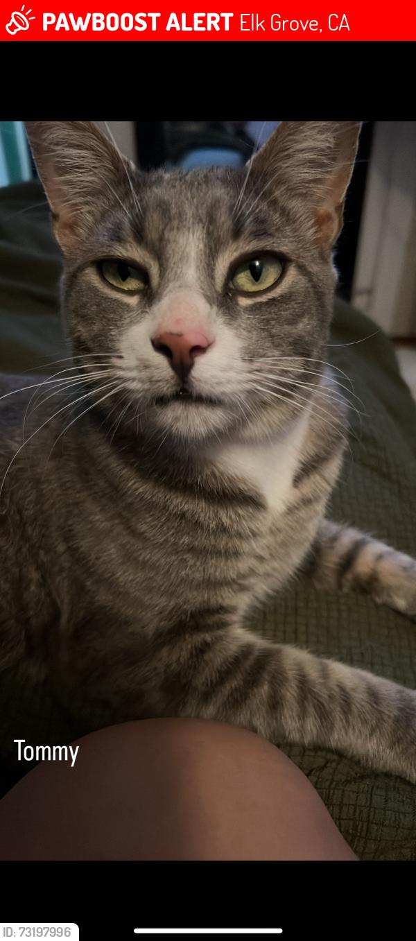 Lost Male Cat last seen Paseo del sol way, Elk Grove, CA 95758