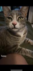 Lost Male Cat last seen Paseo del sol way, Elk Grove, CA 95758