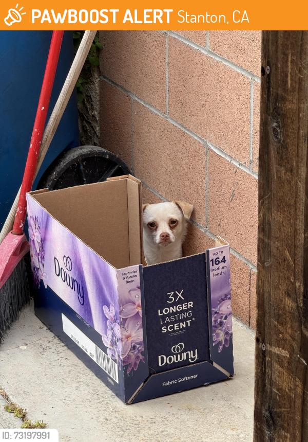 Found/Stray Female Dog last seen Orangewood and beach blvd, Stanton, CA 90680