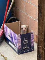 Found/Stray Female Dog last seen Orangewood and beach blvd, Stanton, CA 90680