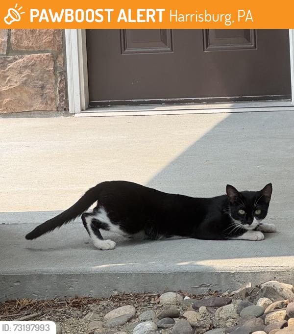 Found/Stray Unknown Cat last seen The reserve at Paxton creek, Harrisburg, PA 17110