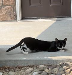 Found/Stray Unknown Cat last seen The reserve at Paxton creek, Harrisburg, PA 17110