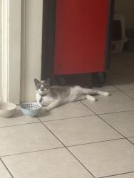 Lost Male Cat last seen In front of address, Sanford, FL 32773