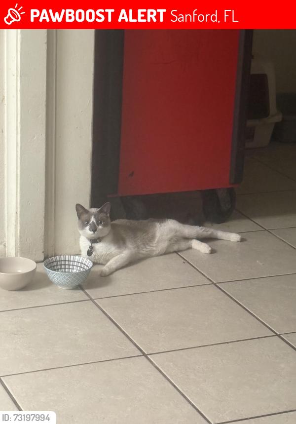 Lost Male Cat last seen In front of address, Sanford, FL 32773