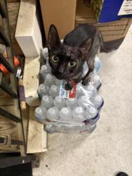 Found/Stray Unknown Cat last seen Ferris, Bellaire, TX 77401