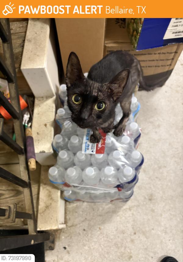 Found/Stray Unknown Cat last seen Ferris, Bellaire, TX 77401