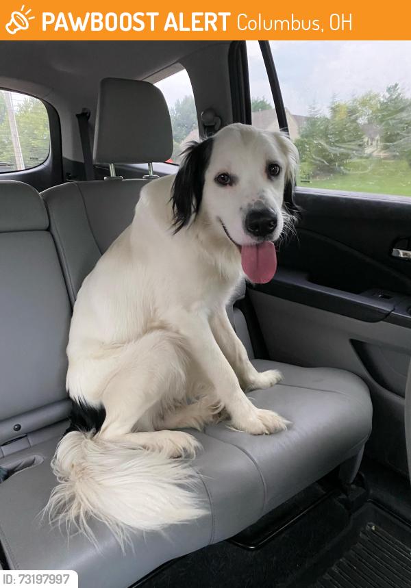 Found/Stray Male Dog last seen Henderson Rd, Columbus, OH 43220