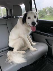 Found/Stray Male Dog last seen Henderson Rd, Columbus, OH 43220