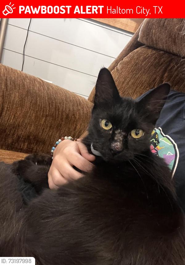 Lost Male Cat last seen Broadway, 377, Haltom City, Walgreens, Haltom City, TX 76117