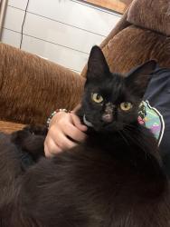 Lost Male Cat last seen Broadway, 377, Haltom City, Walgreens, Haltom City, TX 76117