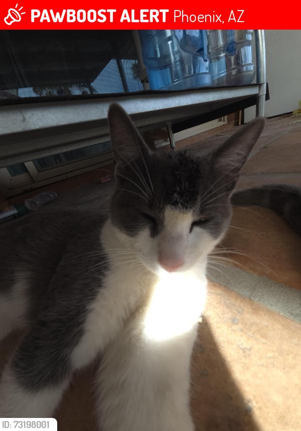 Lost Male Cat last seen W Buckeye Rd/S 40th Ave, Phoenix, AZ 85009