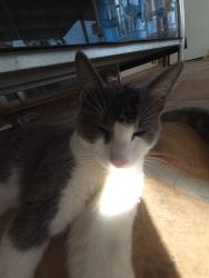 Lost Male Cat last seen W Buckeye Rd/S 40th Ave, Phoenix, AZ 85009
